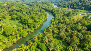 Aerial view of a river flowing through a rainforest